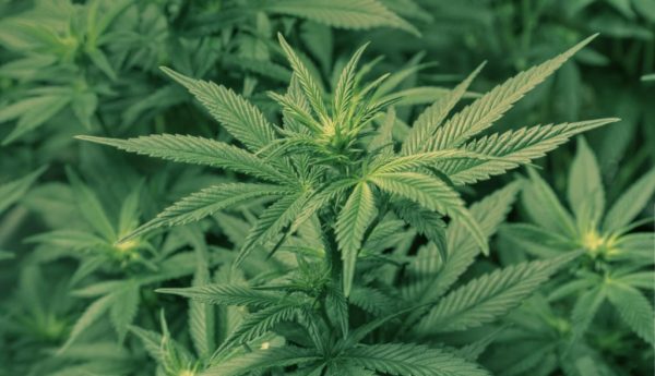 Edibles Online Canada for Tasty Options Shipped to Your Door