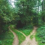A forked path in a dense forest indicating choices or directions.