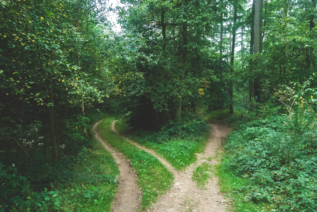 A forked path in a dense forest indicating choices or directions.